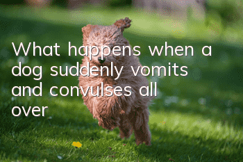 What happens when a dog suddenly vomits and convulses all over?