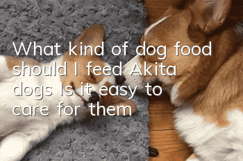 What kind of dog food should I feed Akita dogs? Is it easy to care for them?