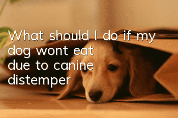 What should I do if my dog won’t eat due to canine distemper?