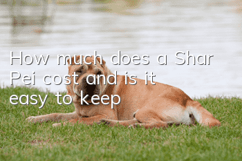 How much does a Shar Pei cost and is it easy to keep?