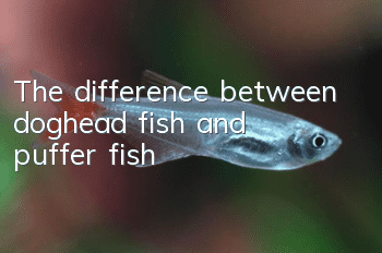 The difference between doghead fish and puffer fish