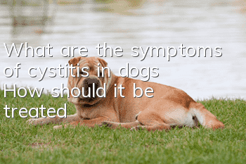 What are the symptoms of cystitis in dogs? How should it be treated?