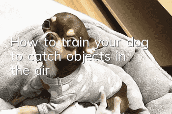 How to train your dog to catch objects in the air