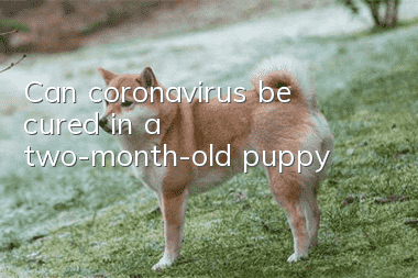 Can coronavirus be cured in a two-month-old puppy?