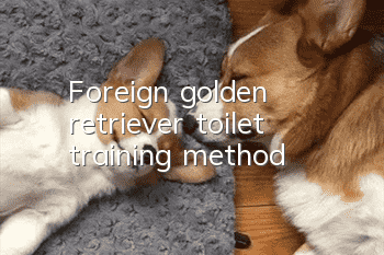 Foreign golden retriever toilet training method
