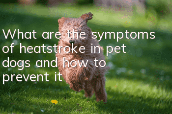What are the symptoms of heatstroke in pet dogs and how to prevent it?