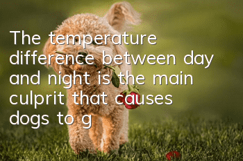 The temperature difference between day and night is the main culprit that causes dogs to get sick!