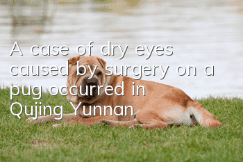 A case of dry eyes caused by surgery on a pug occurred in Qujing, Yunnan!