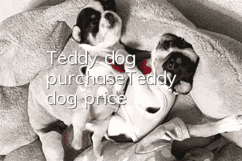 Teddy dog purchase_Teddy dog price