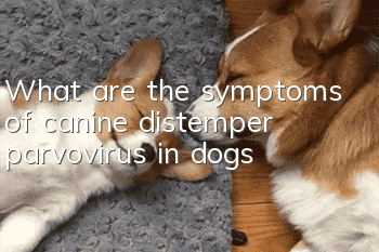 What are the symptoms of canine distemper parvovirus in dogs?