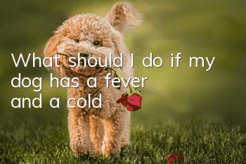 What should I do if my dog has a fever and a cold?