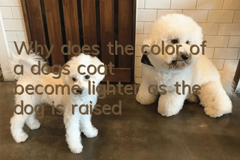 Why does the color of a dog's coat become lighter as the dog is raised?