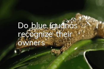 Do blue iguanas recognize their owners?