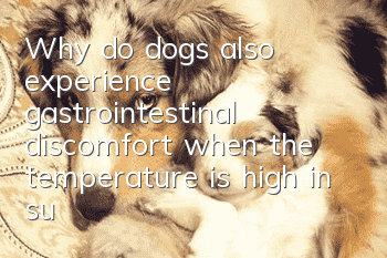 Why do dogs also experience gastrointestinal discomfort when the temperature is high in summer?