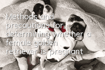 Methods and precautions for determining whether a female golden retriever is pregnant