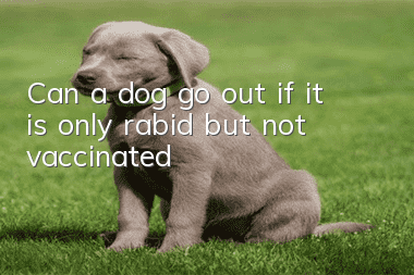 Can a dog go out if it is only rabid but not vaccinated?