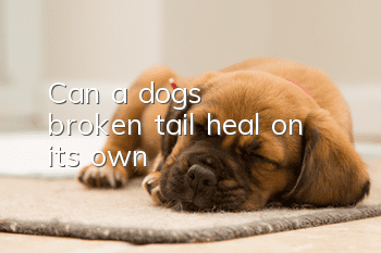 Can a dog's broken tail heal on its own?