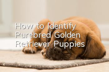 How to Identify Purebred Golden Retriever Puppies