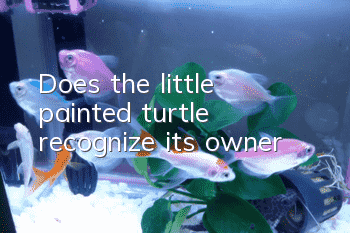 Does the little painted turtle recognize its owner?