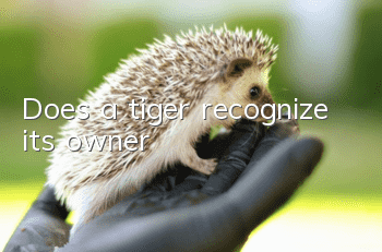 Does a tiger recognize its owner?