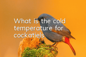 What is the cold temperature for cockatiels?