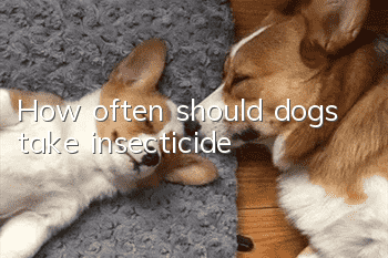 How often should dogs take insecticide?