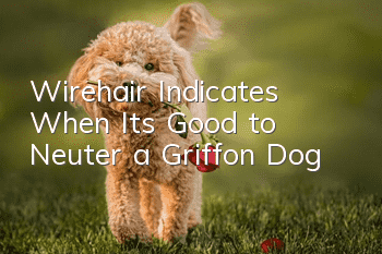 Wirehair Indicates When It’s Good to Neuter a Griffon Dog
