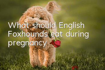 What should English Foxhounds eat during pregnancy?