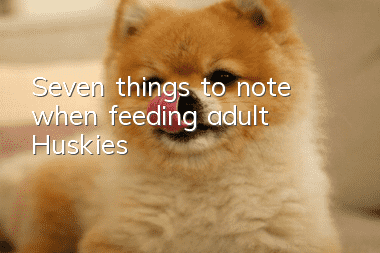 Seven things to note when feeding adult Huskies