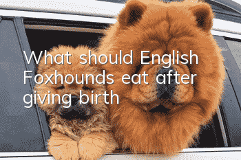 What should English Foxhounds eat after giving birth?