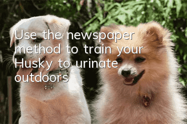 Use the newspaper method to train your Husky to urinate outdoors!