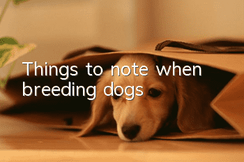Things to note when breeding dogs