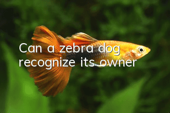 Can a zebra dog recognize its owner?