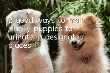 2 good ways to train Husky puppies to urinate in designated places