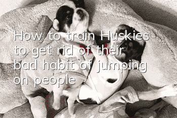 How to train Huskies to get rid of their bad habit of jumping on people?
