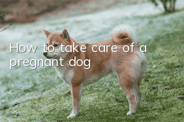 How to take care of a pregnant dog
