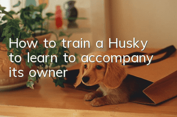 How to train a Husky to learn to accompany its owner?