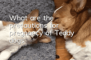 What are the precautions for pregnancy of Teddy dogs?