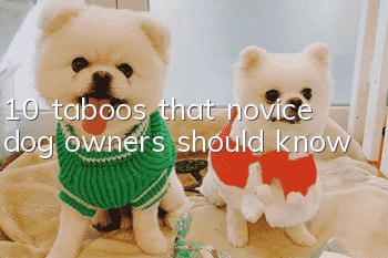 10 taboos that novice dog owners should know