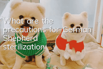 What are the precautions for German Shepherd sterilization?