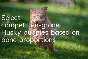 Select competition-grade Husky puppies based on bone proportions