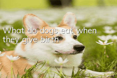 What do dogs eat when they give birth?