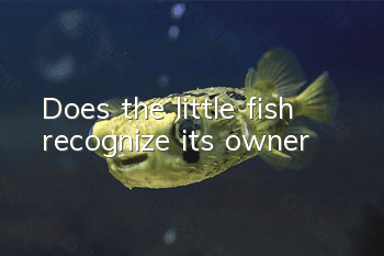 Does the little fish recognize its owner?