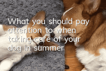 What you should pay attention to when taking care of your dog in summer!