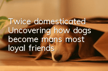 Twice domesticated? Uncovering how dogs become man’s most loyal friends