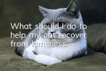 What should I do to help my cat recover from lameness?