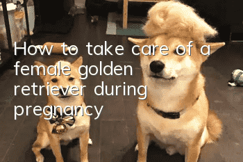 How to take care of a female golden retriever during pregnancy