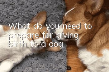 What do you need to prepare for giving birth to a dog?