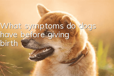 What symptoms do dogs have before giving birth?