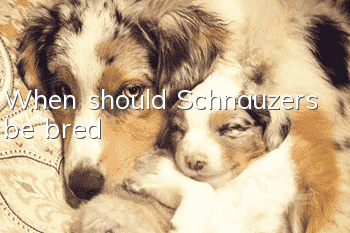 When should Schnauzers be bred?